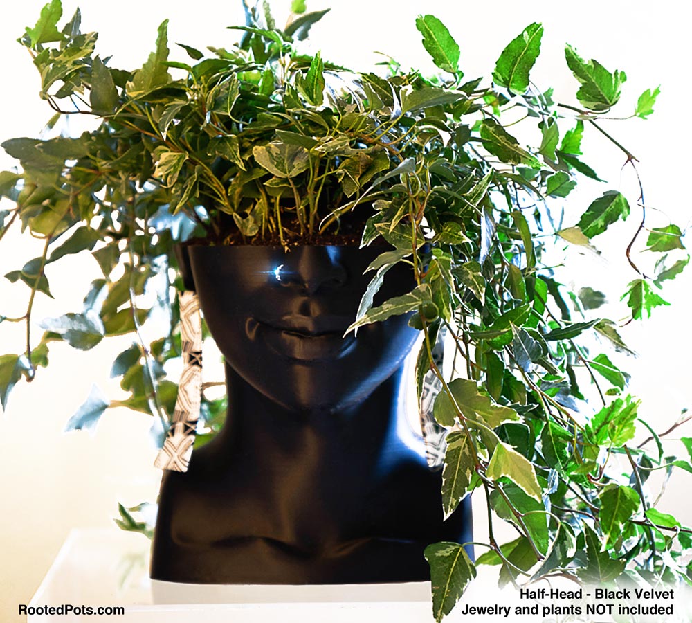 FEATURES - Half Head (Onileola)