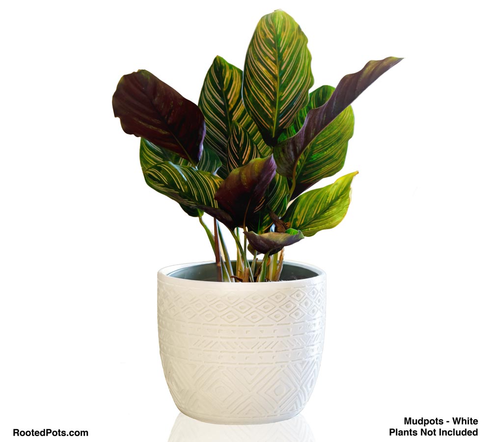 mud pots for plants MudPots Triple Set